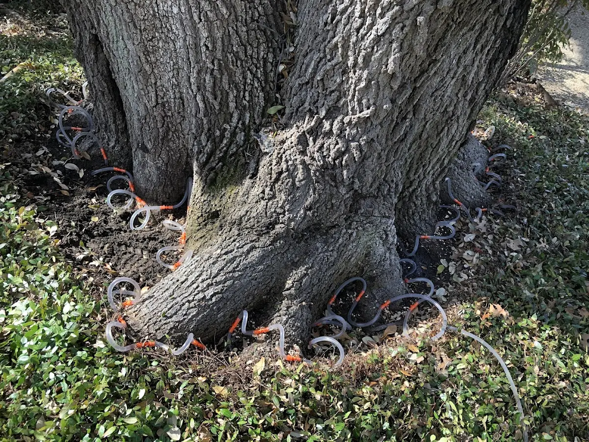 Detailed Tree Cabling and Bracing job site in Bloomingdale