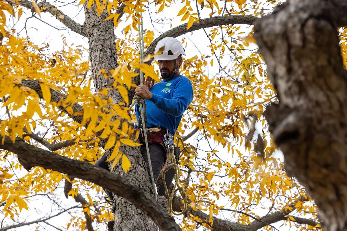 Skilled Tree Pruning crew working in Bloomingdale