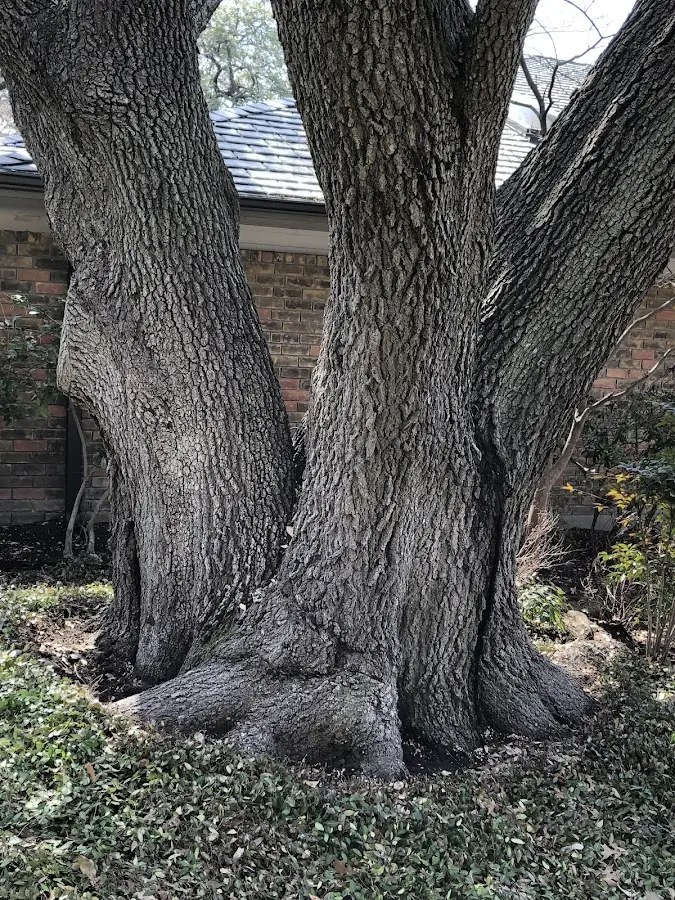 Mature heritage tree close to a Bloomingdale property cared for by certified arborists